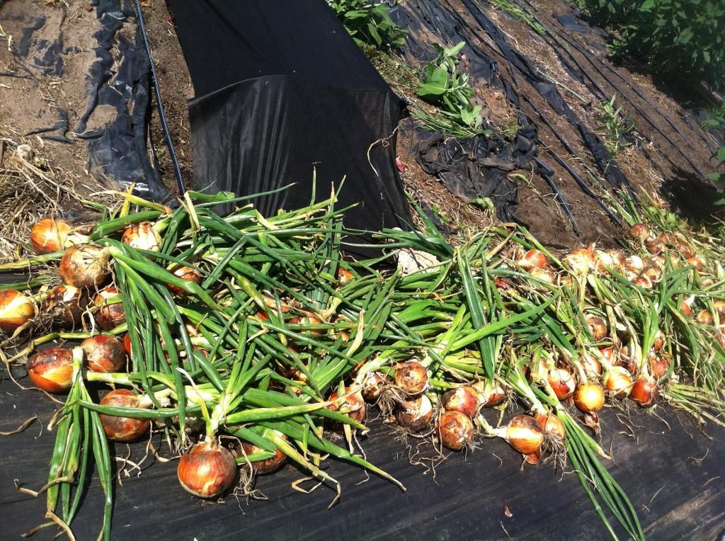  photo 9DC61B0F-09BF-40B9-90E7-894635ADCDE9_zpsdh4lftbo.jpg